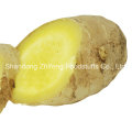 Shandong Zhifeng Food Fresh Ginger